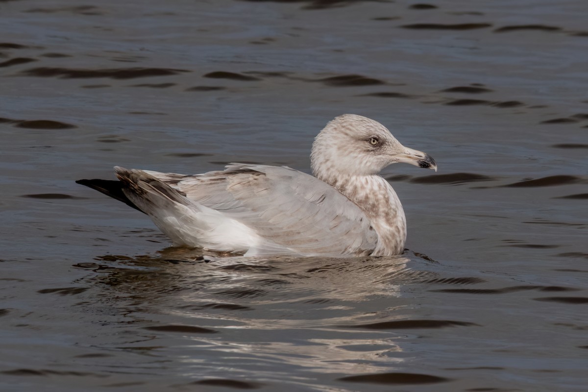 American Herring Gull - ML643896168