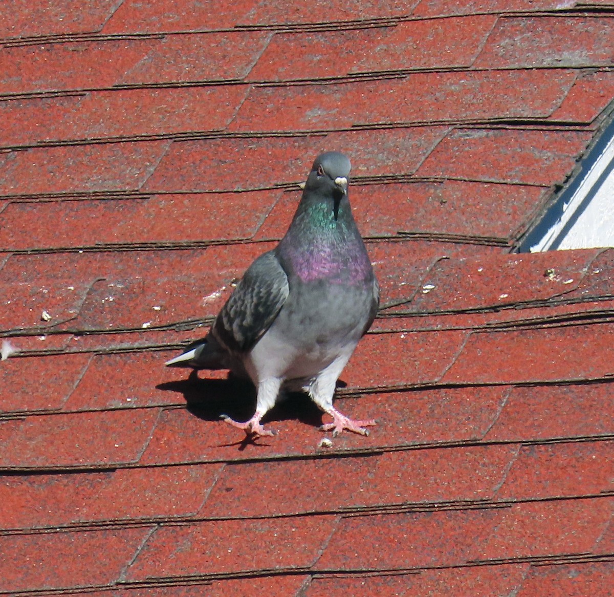 Rock Pigeon (Feral Pigeon) - ML643896171