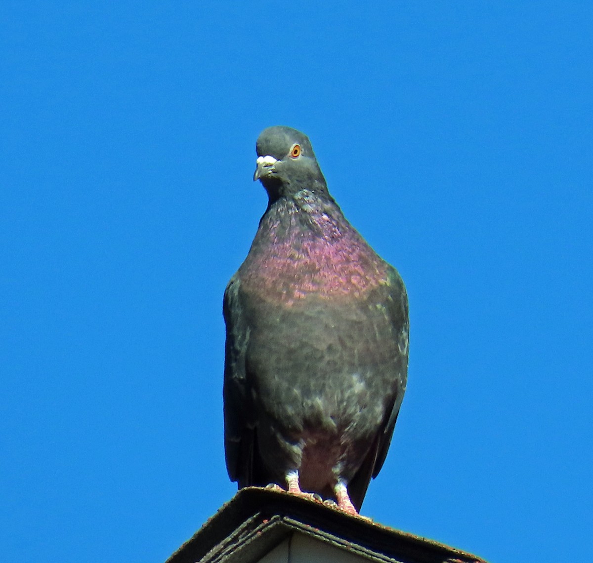 Rock Pigeon (Feral Pigeon) - ML643896172