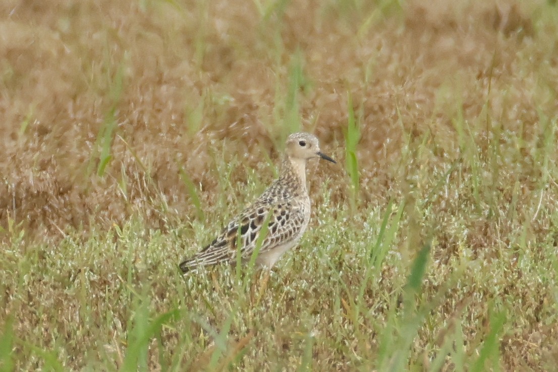 Ухаа элсэг - ML643896182