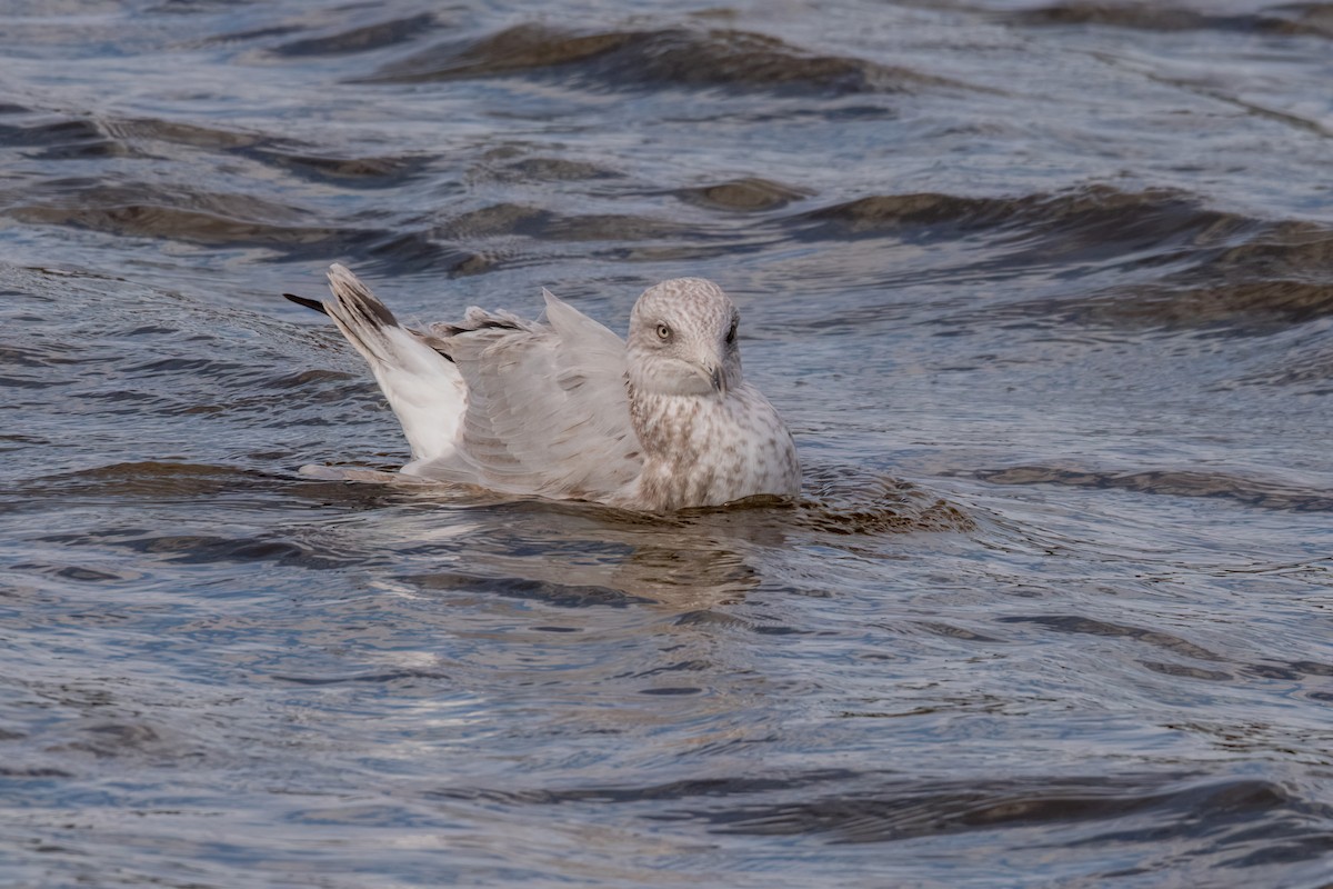 American Herring Gull - ML643896183