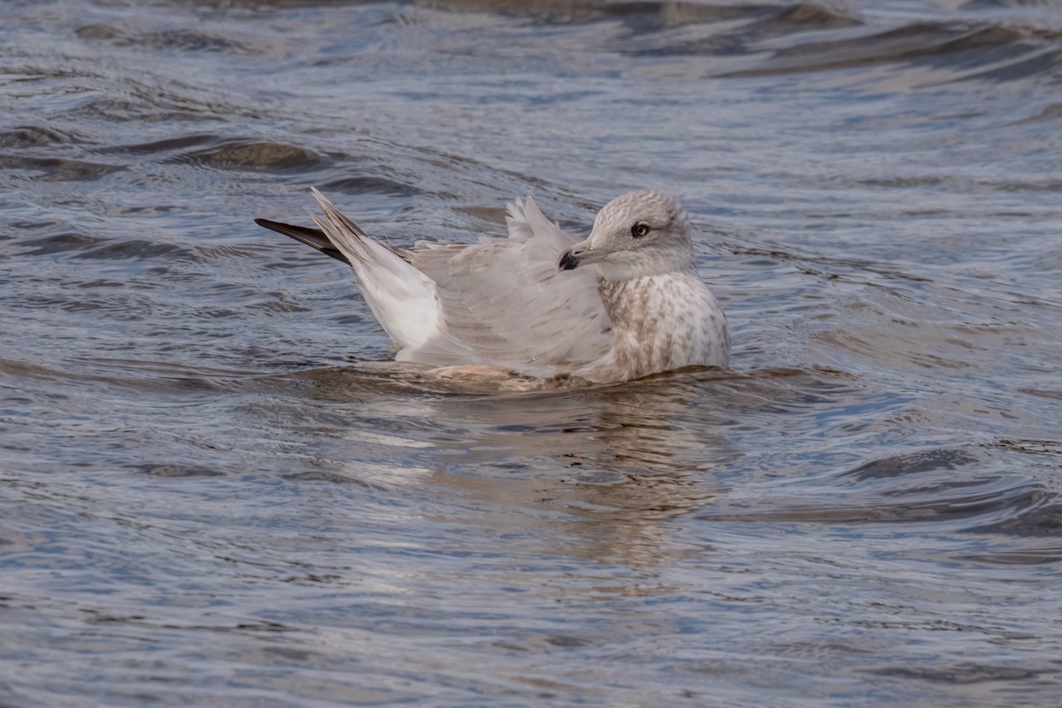 American Herring Gull - ML643896186