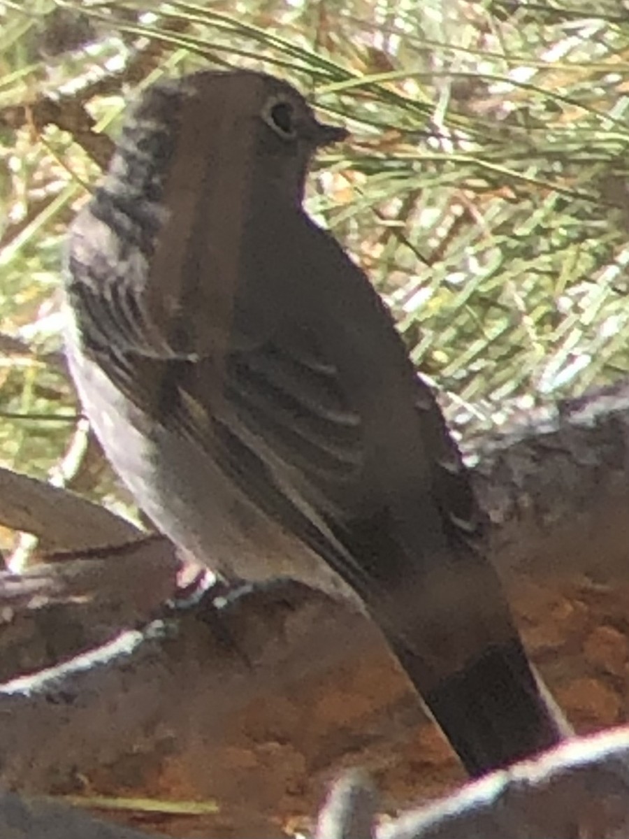 Townsend's Solitaire - ML643896202