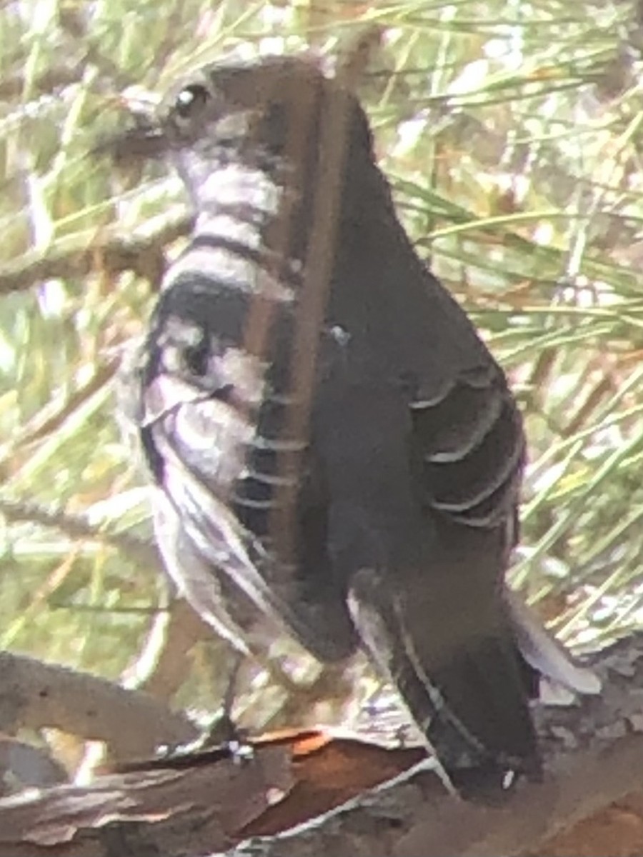 Townsend's Solitaire - ML643896204