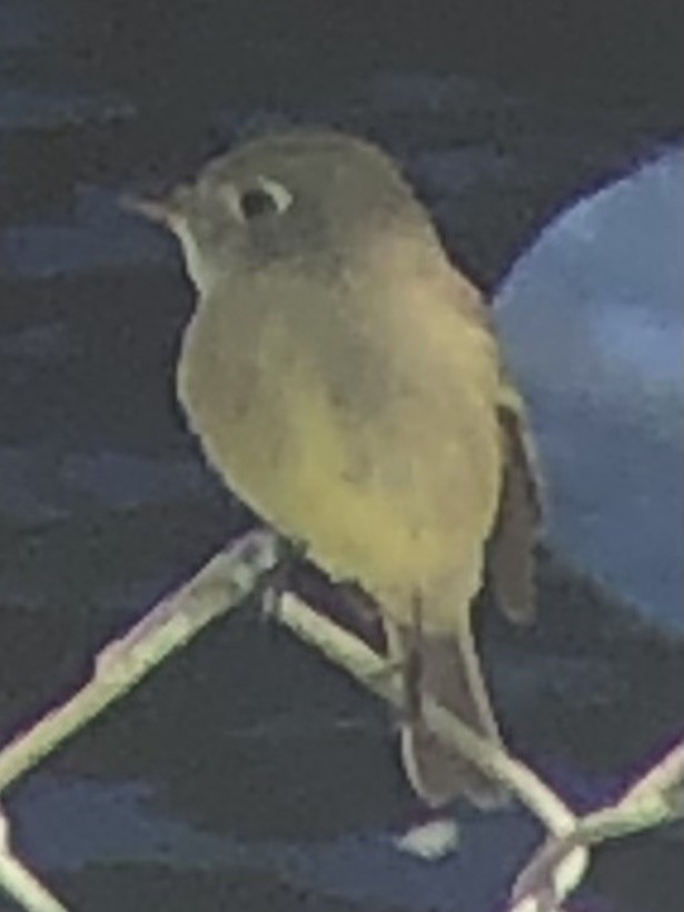 Hammond's Flycatcher - ML643896205