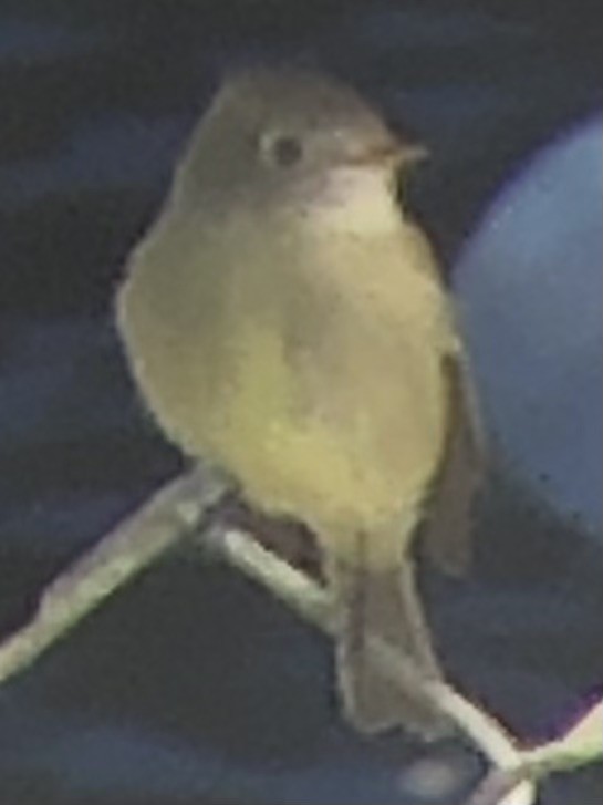 Hammond's Flycatcher - ML643896207