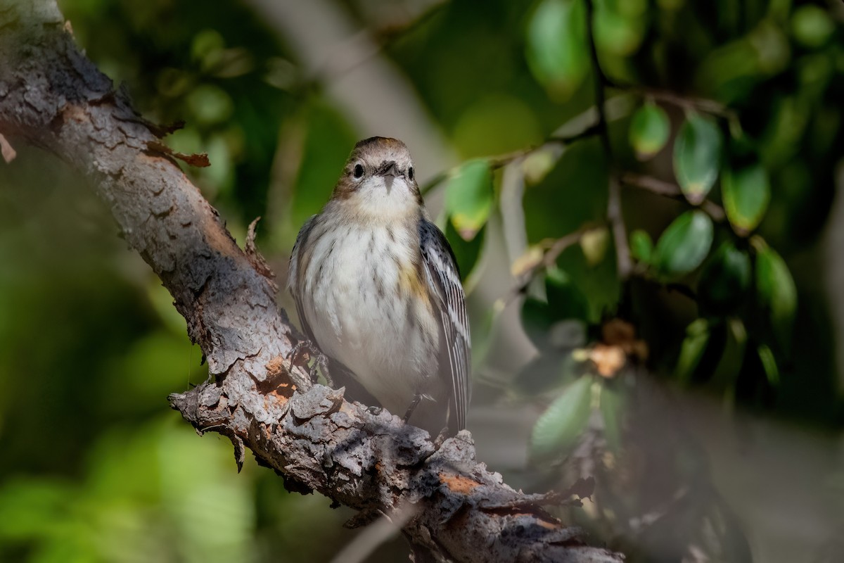 Yellow-rumped Warbler - ML643896213