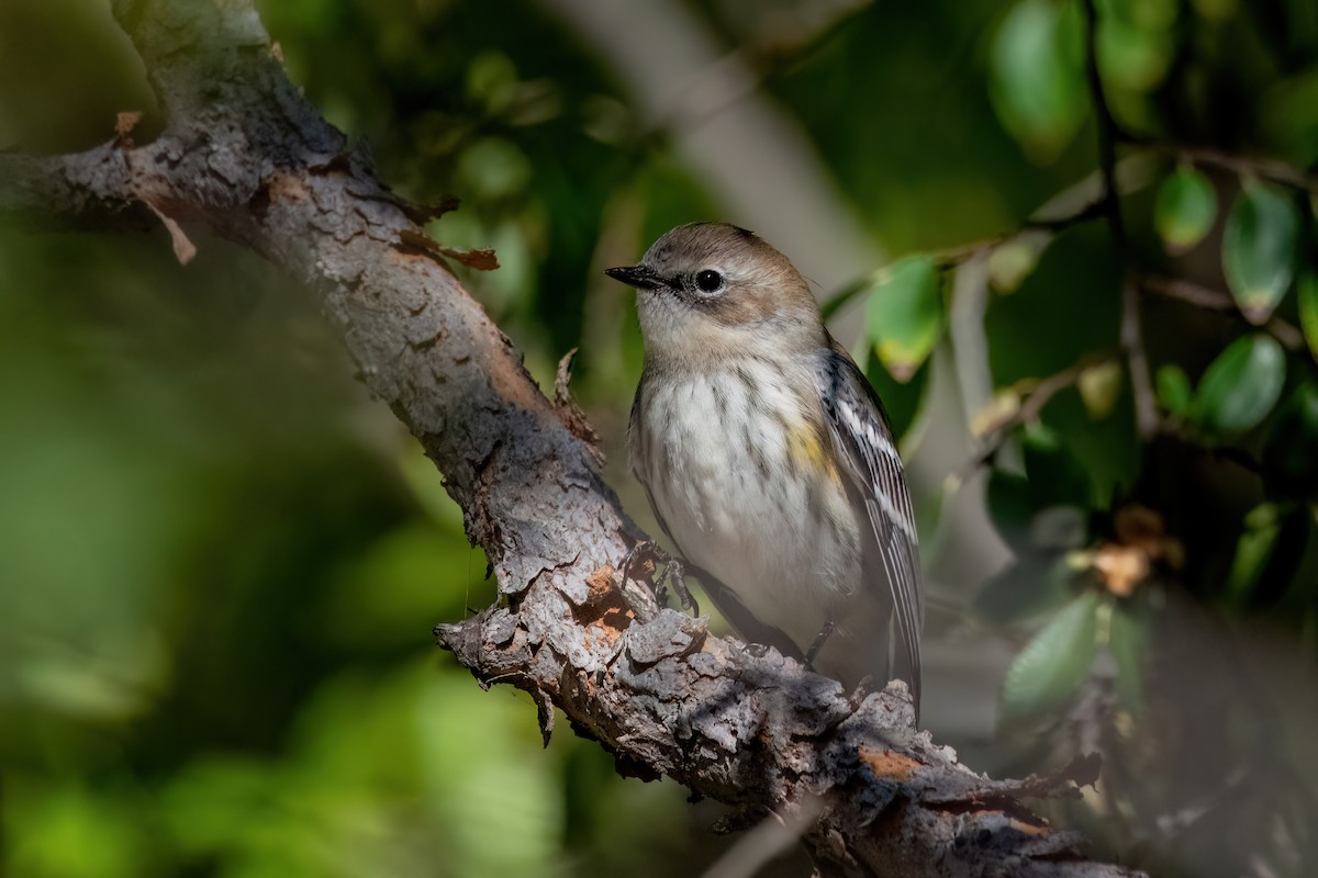 Yellow-rumped Warbler - ML643896214