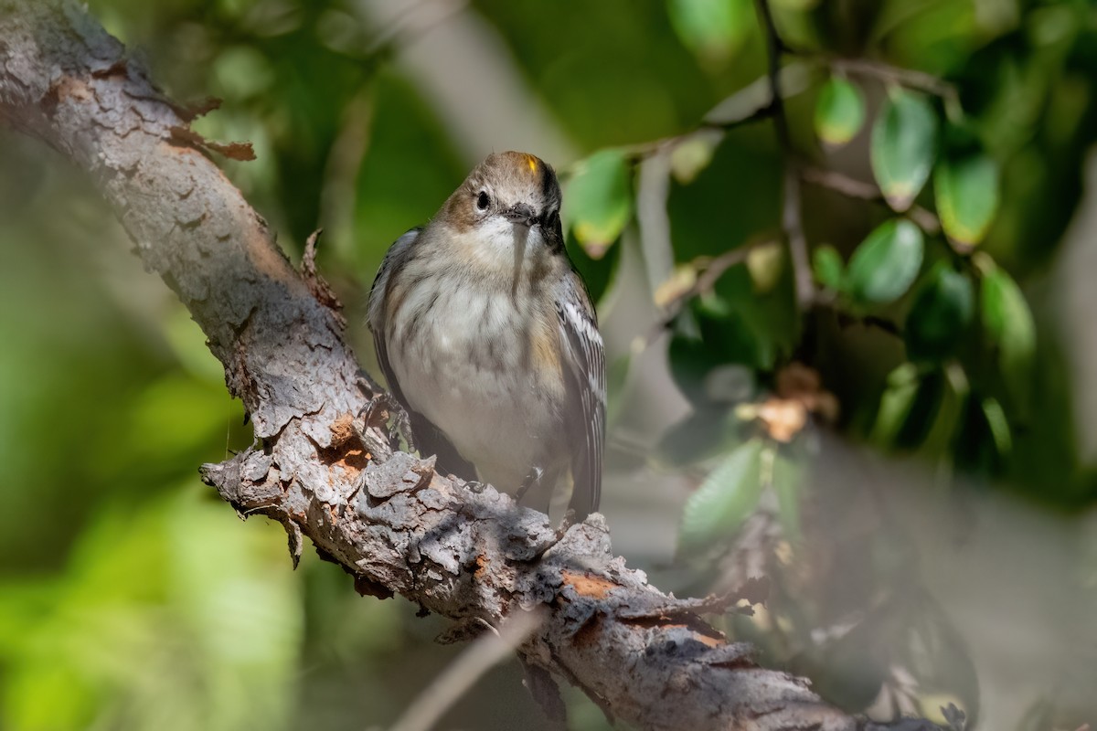 Yellow-rumped Warbler - ML643896215