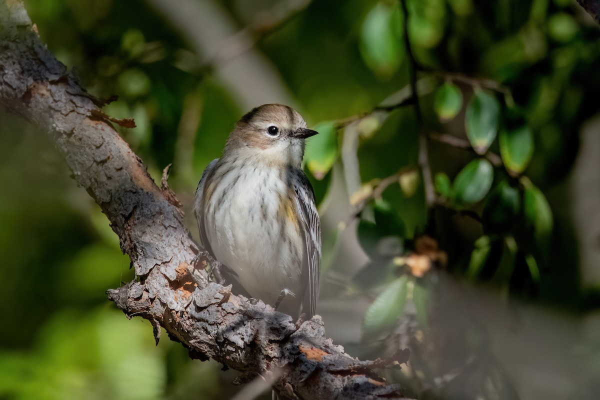 Yellow-rumped Warbler - ML643896216