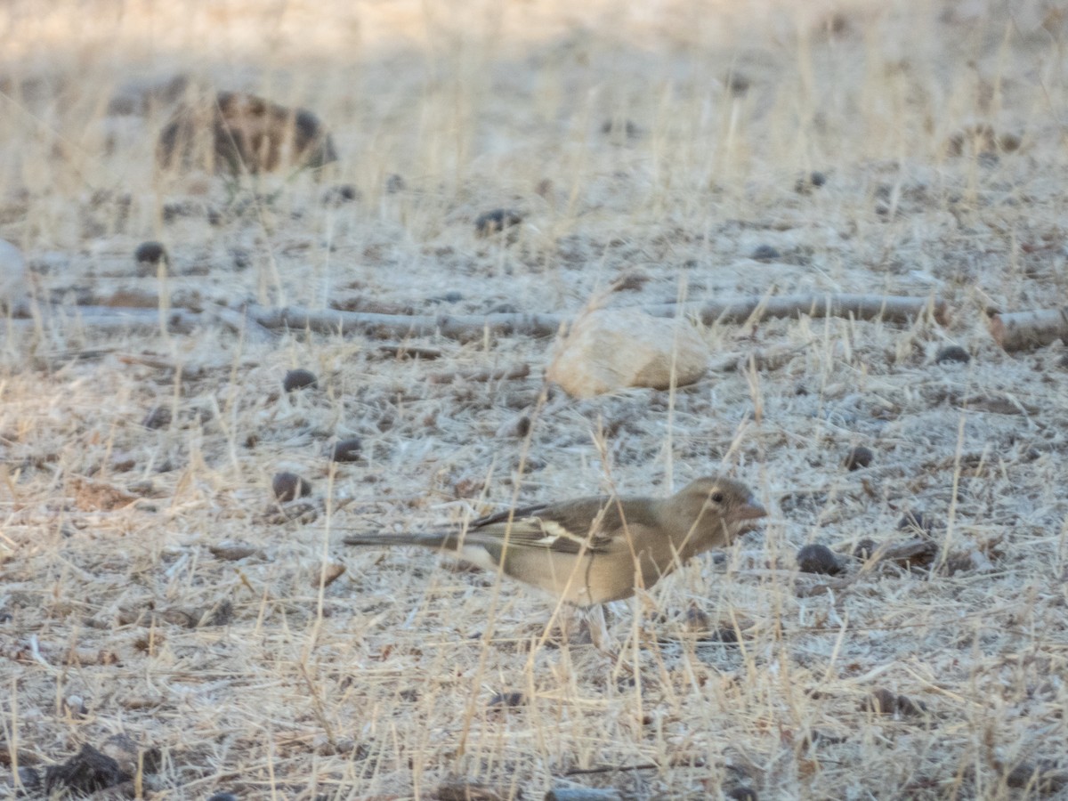 African Chaffinch - ML643896223