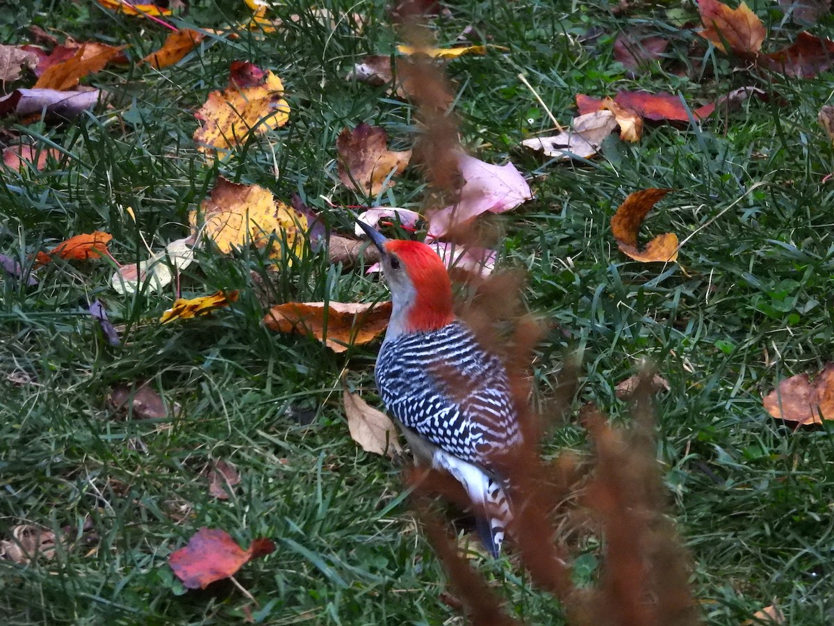 Red-bellied Woodpecker - ML643896231