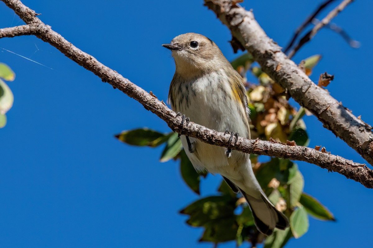 Yellow-rumped Warbler - ML643896239