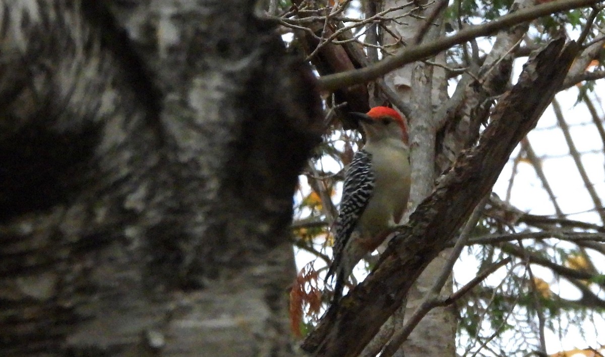 Red-bellied Woodpecker - ML643896241