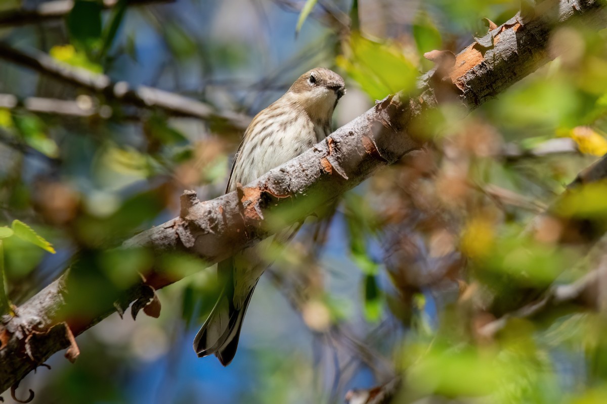 Yellow-rumped Warbler - ML643896247