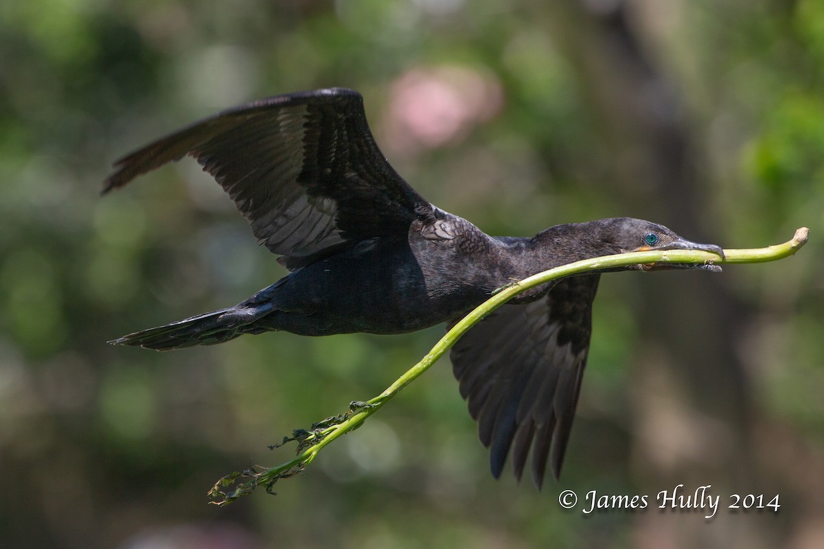 Cormoran vigua - ML643896266