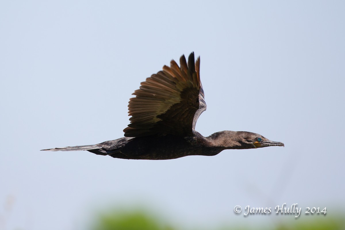 Cormoran vigua - ML643896268