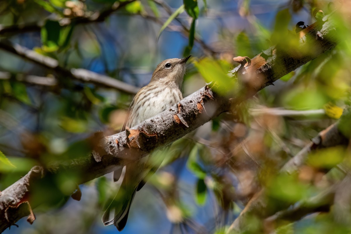Yellow-rumped Warbler - ML643896270