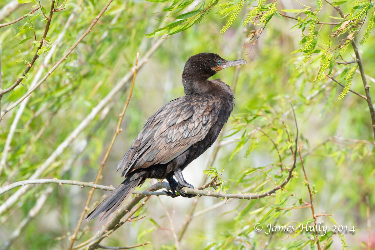 Cormoran vigua - ML643896272