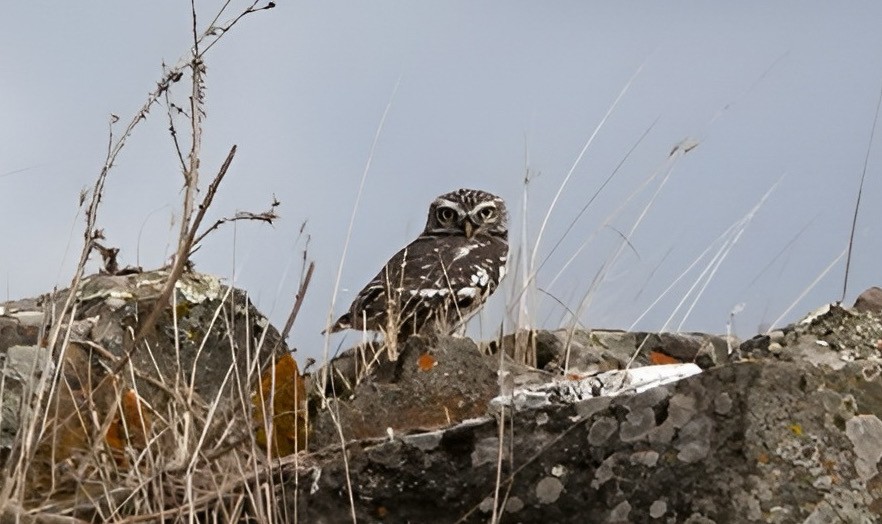 Домовый сыч - ML643896281