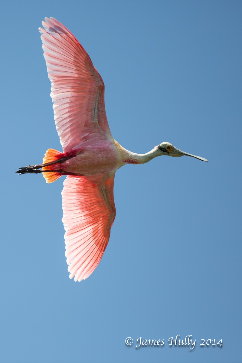 rosenskjestork - ML643896288
