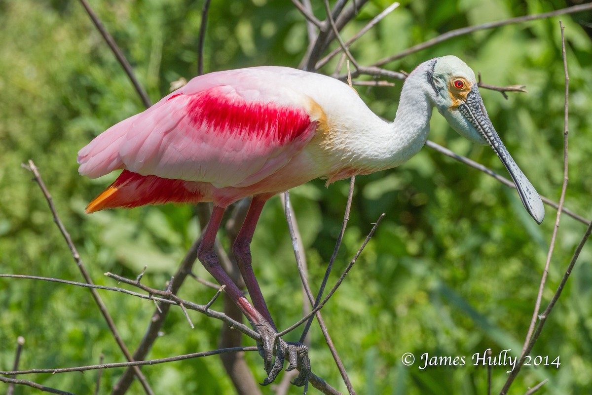 rosenskjestork - ML643896295