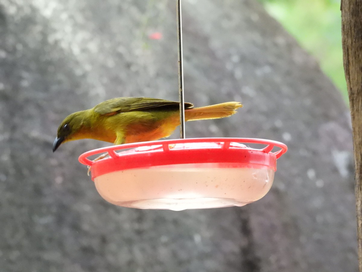 Mitrospin viréon - ML643896296