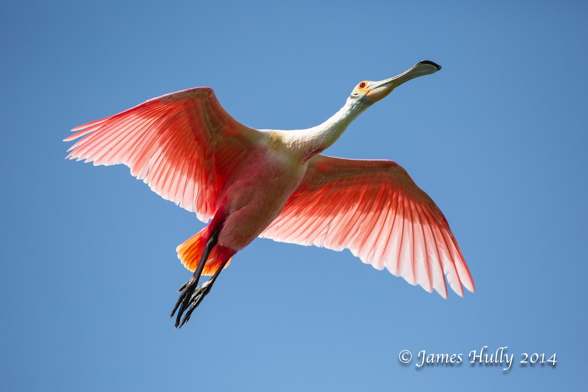 rosenskjestork - ML643896297