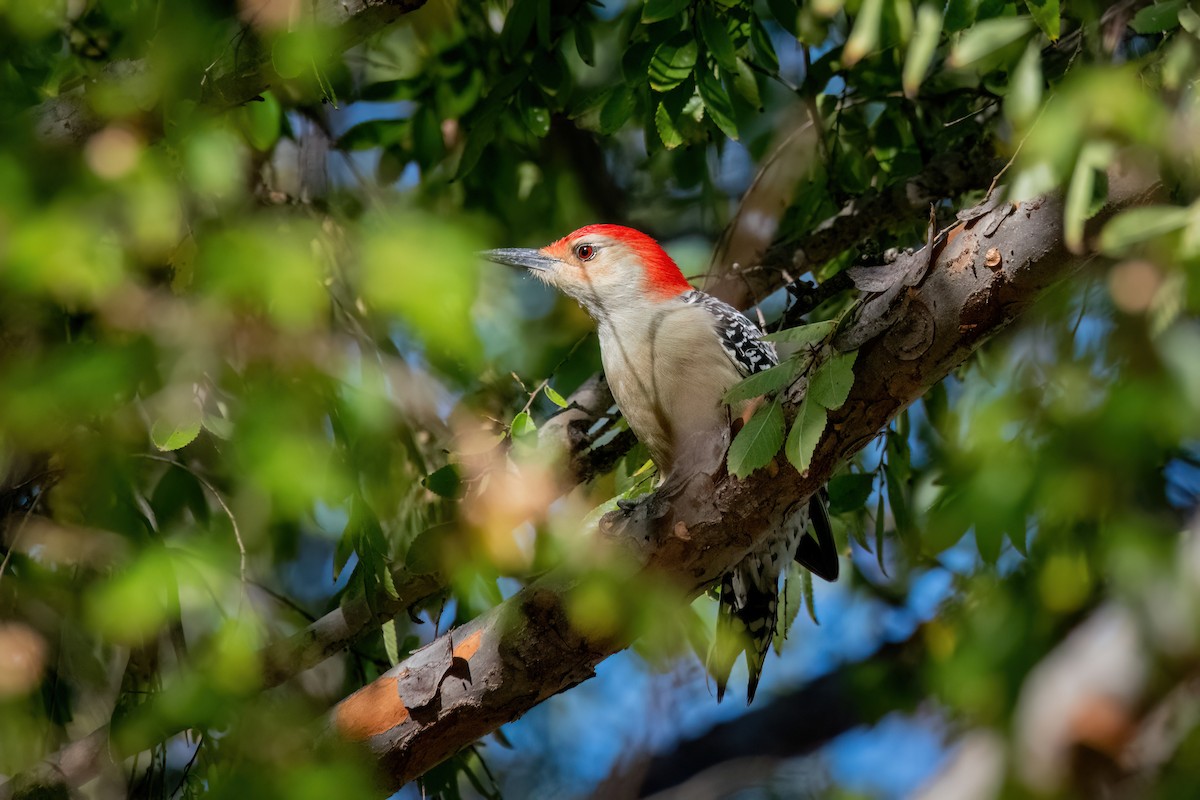 Red-bellied Woodpecker - ML643896306