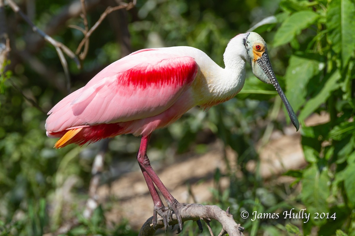 rosenskjestork - ML643896308