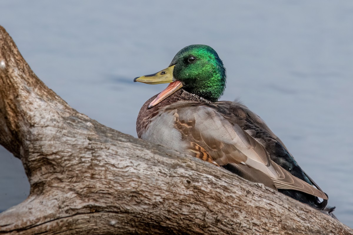 Mallard - ML643896318