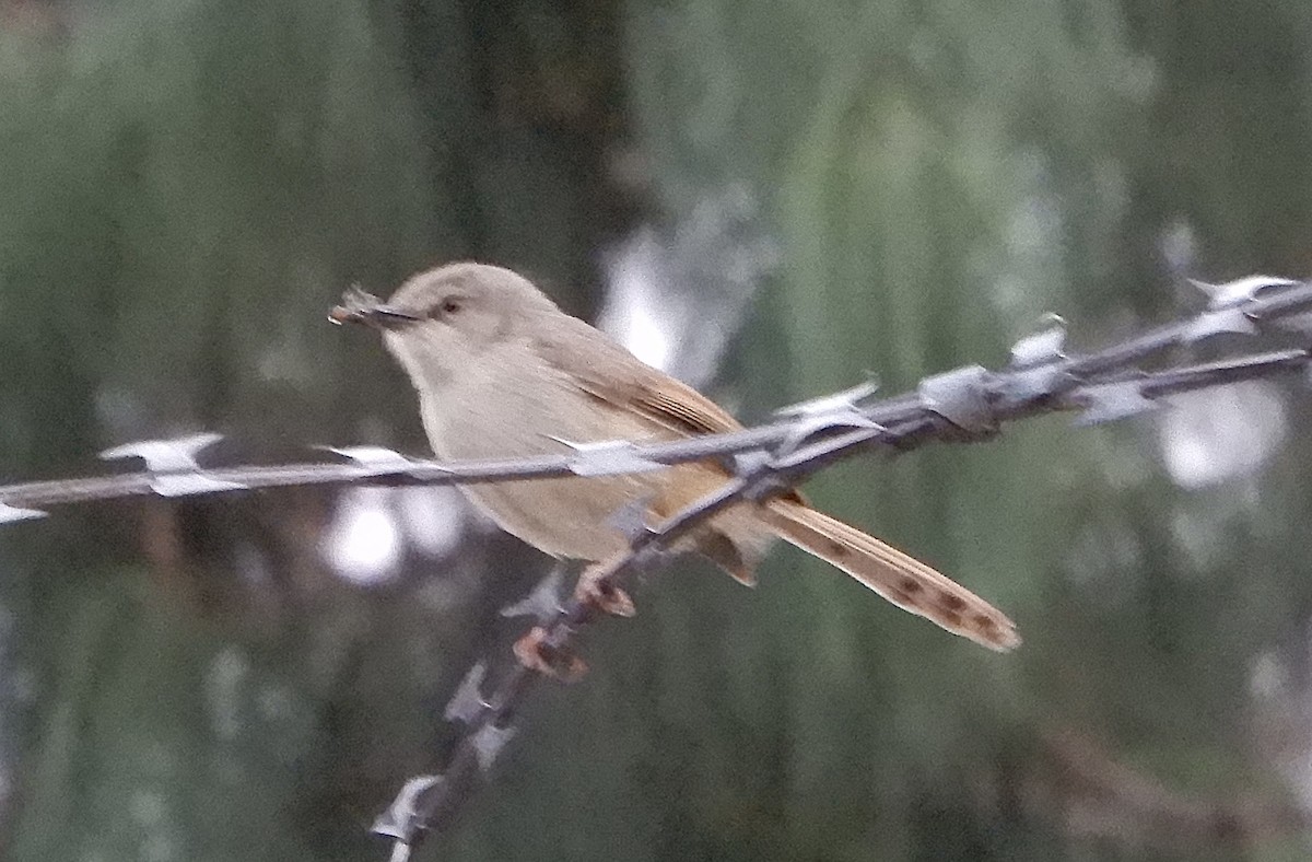 Tawny-flanked Prinia - ML643896319