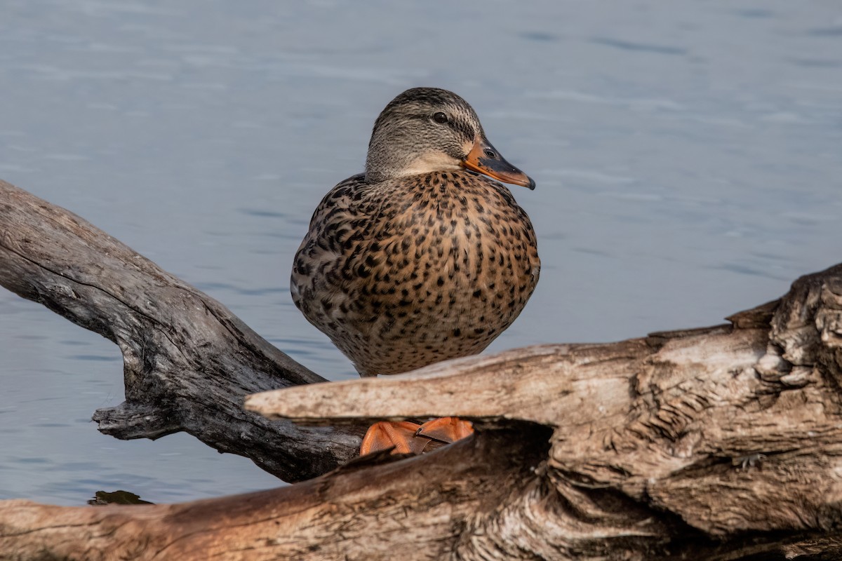 Mallard - ML643896324