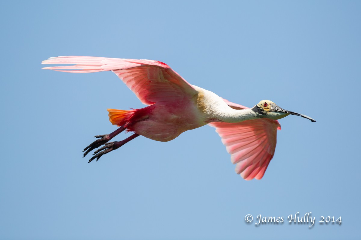 rosenskjestork - ML643896325