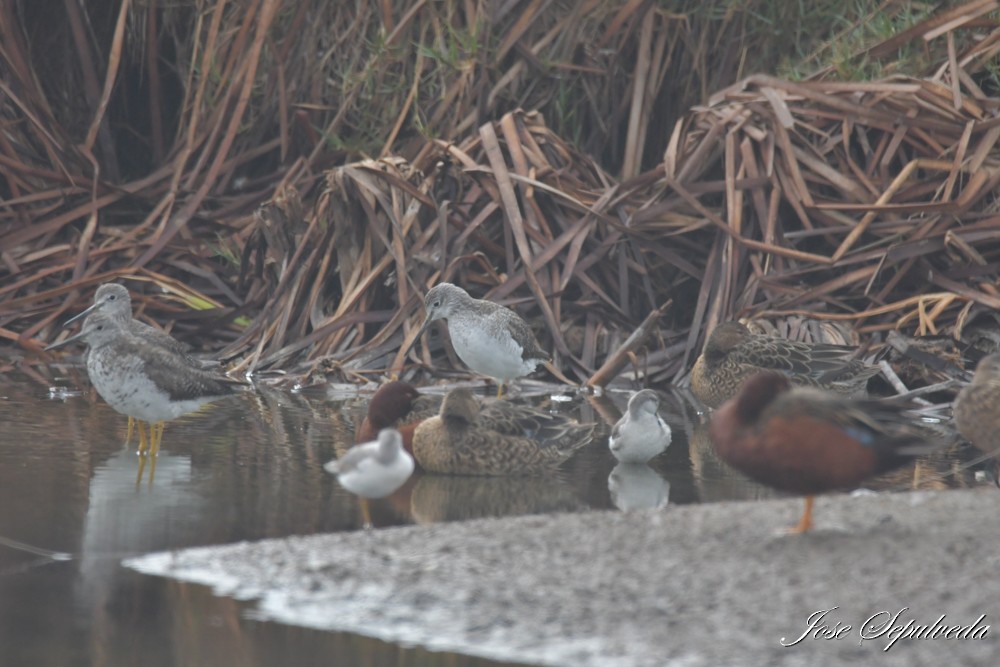 Wilson's Phalarope - ML643896326