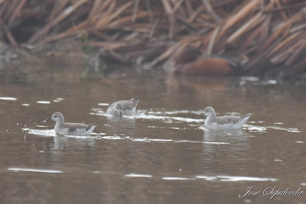 Wilson's Phalarope - ML643896327