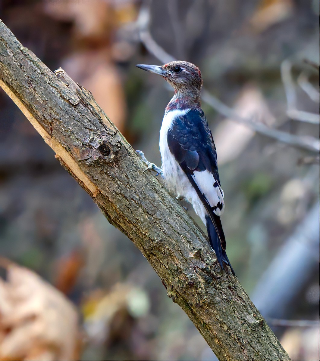 Red-headed Woodpecker - ML643896330