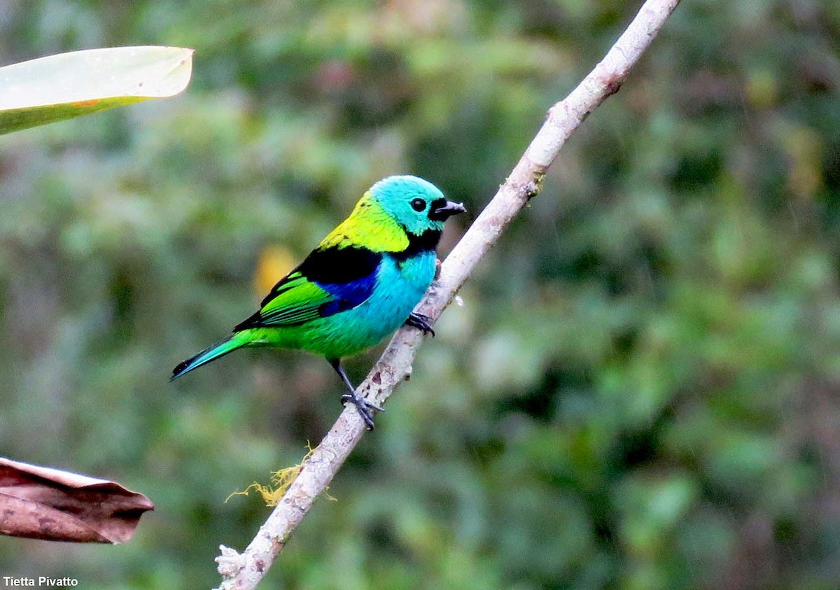 Green-headed Tanager - ML643896332