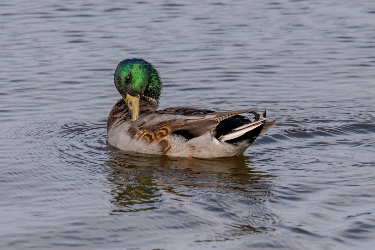 Mallard - ML643896334
