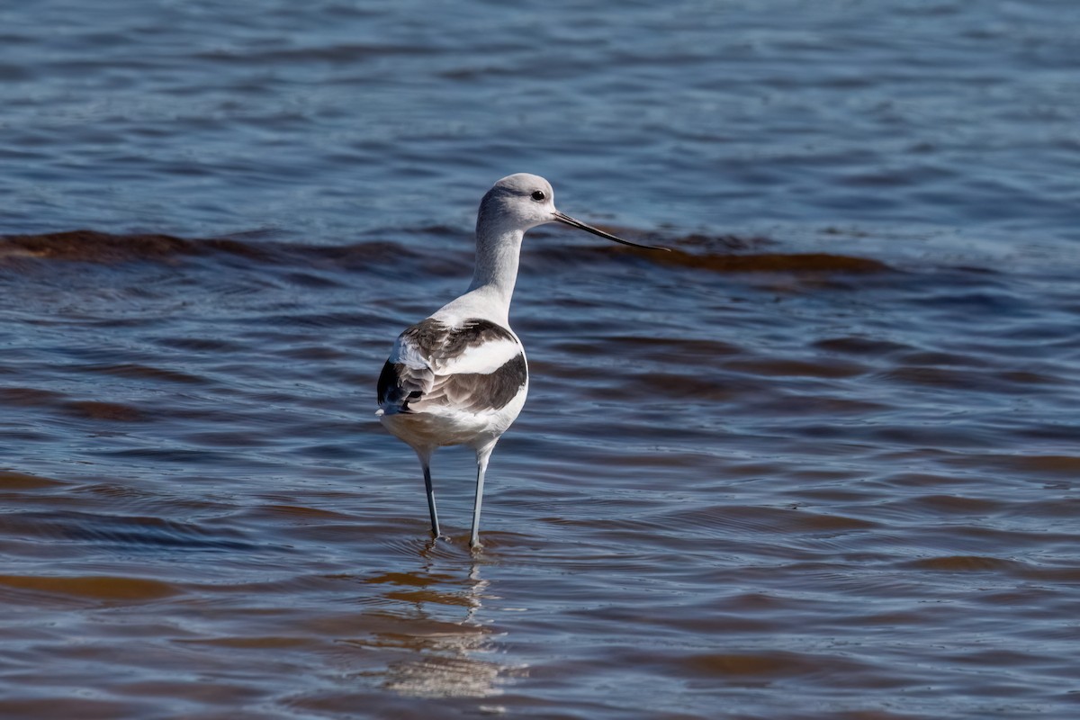 American Avocet - ML643896373