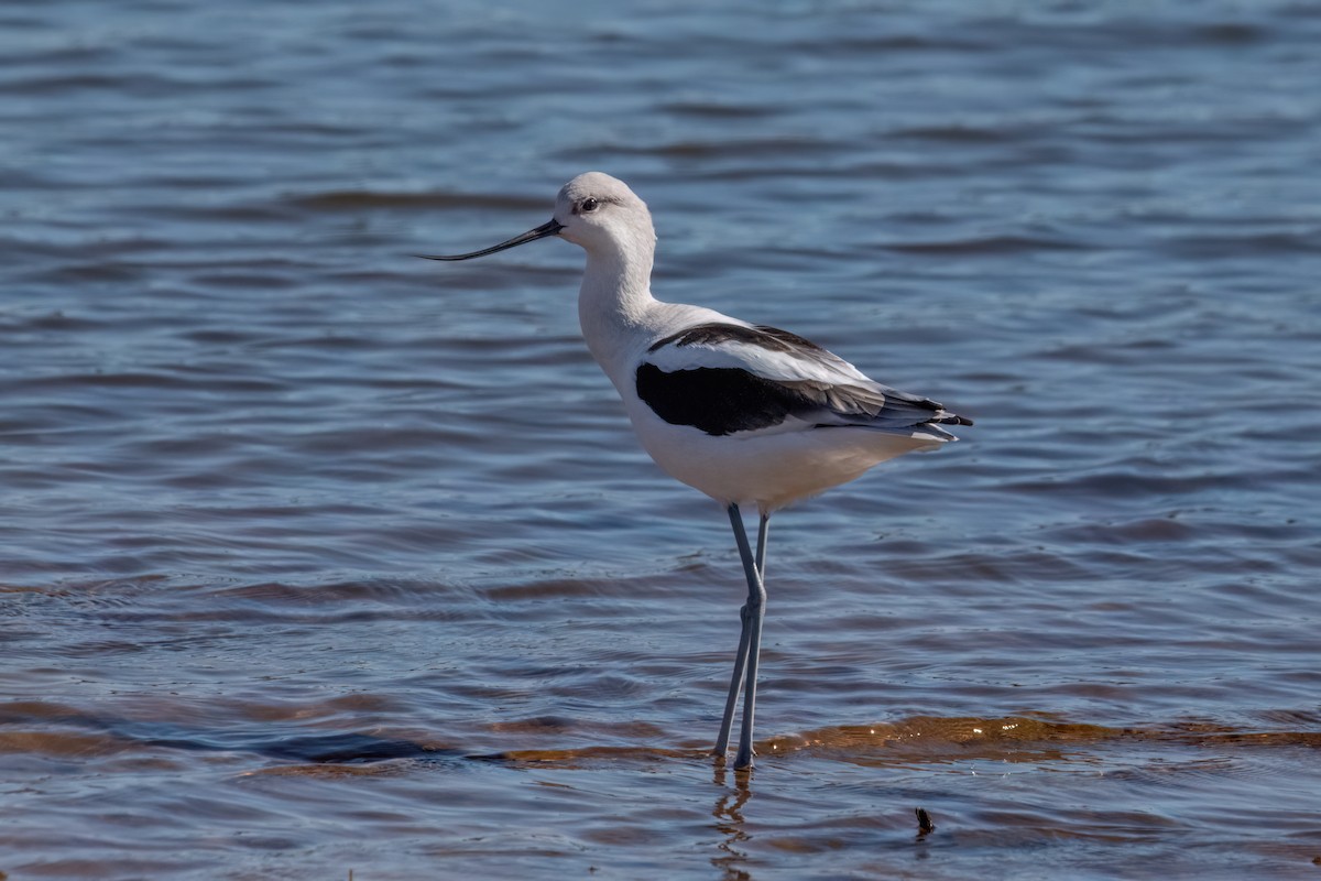 American Avocet - ML643896375