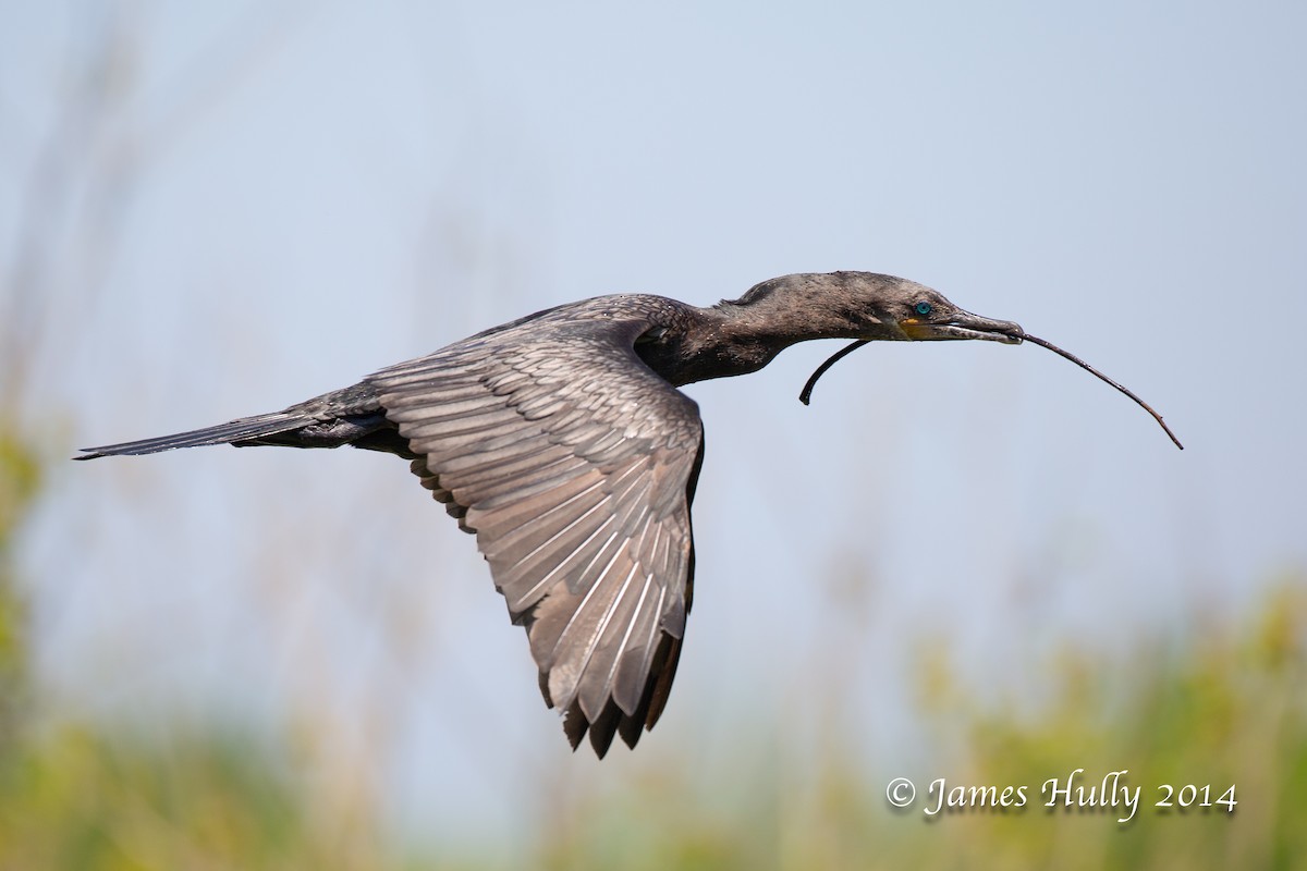 Cormoran vigua - ML643896376