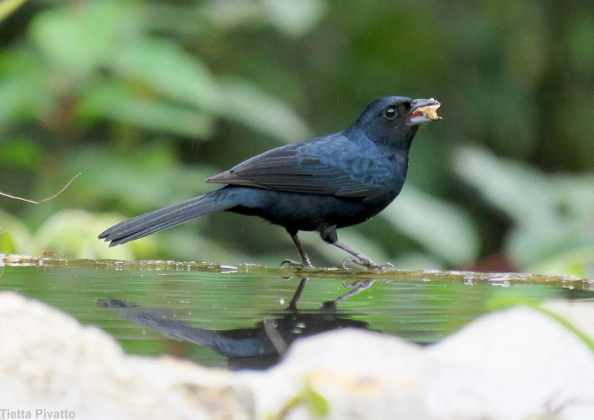 Ruby-crowned Tanager - ML643896377