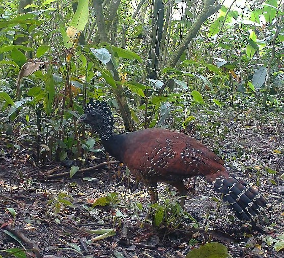 Кракс великий - ML643896379