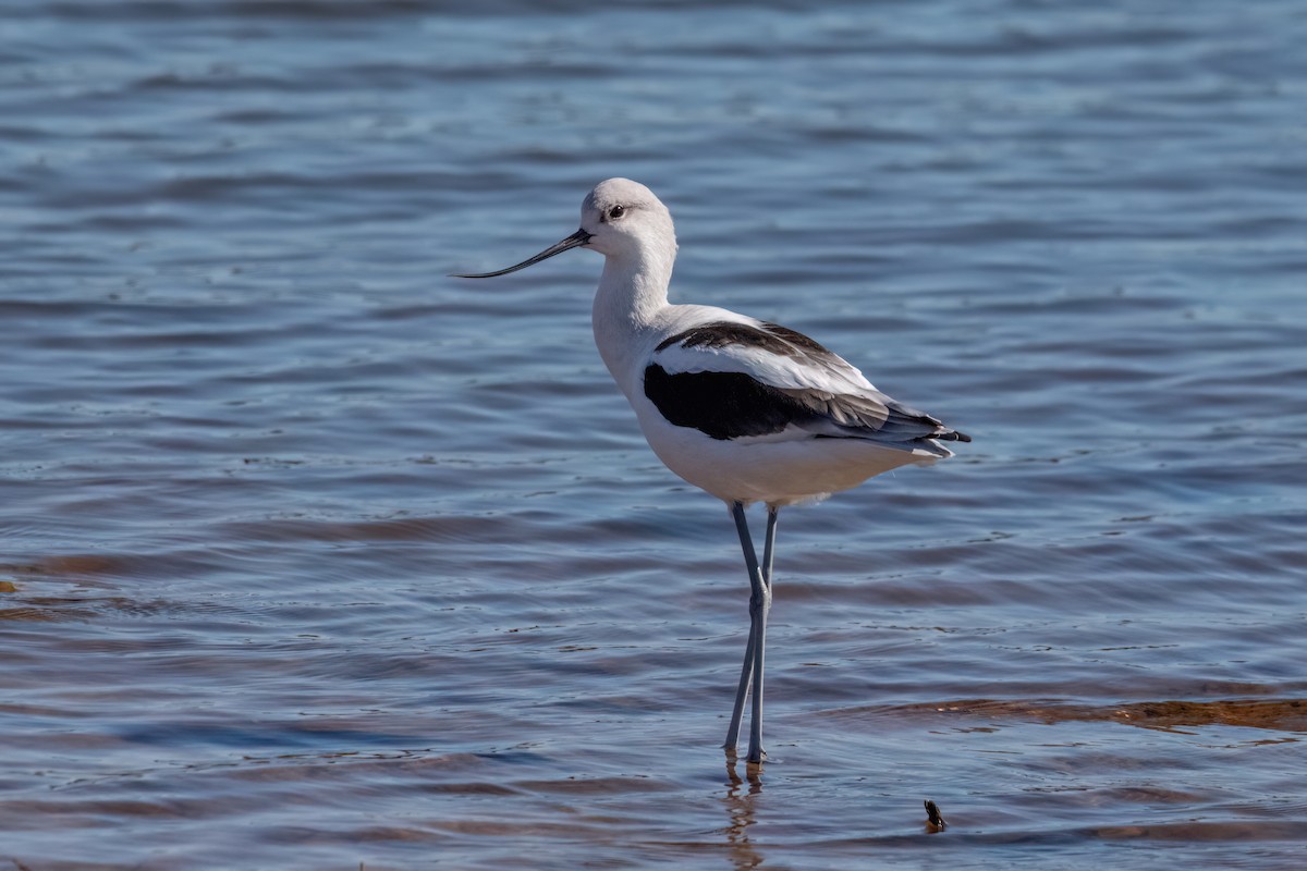 American Avocet - ML643896380