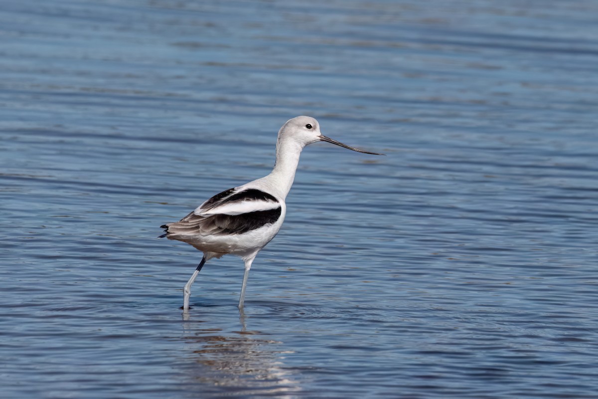 アメリカソリハシセイタカシギ - ML643896381