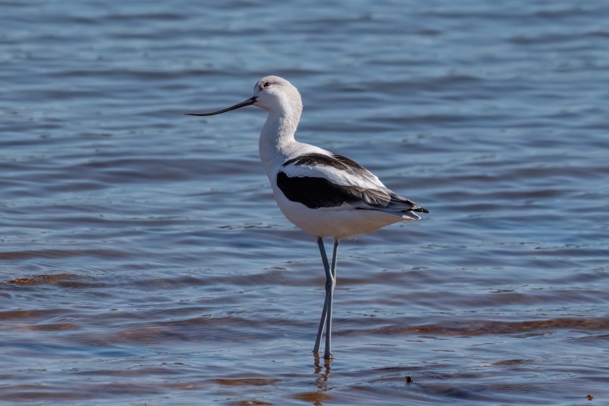 アメリカソリハシセイタカシギ - ML643896382