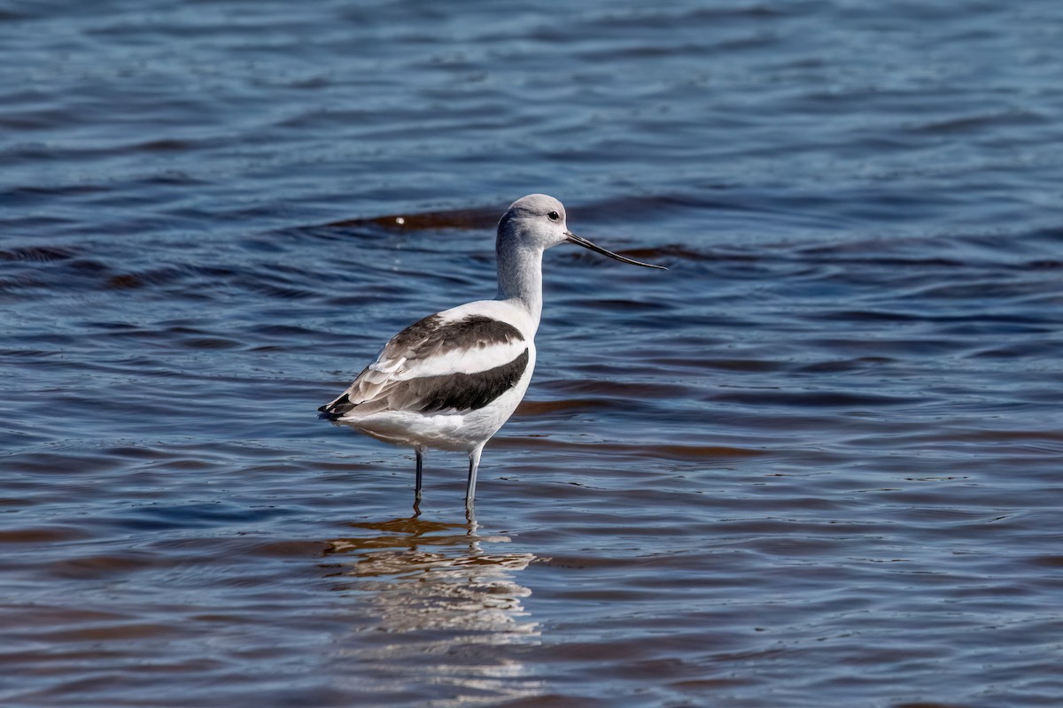 アメリカソリハシセイタカシギ - ML643896383