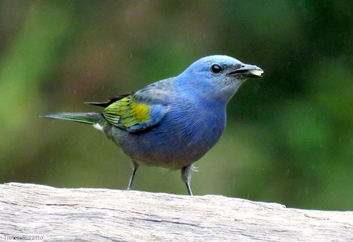 Golden-chevroned Tanager - ML643896385