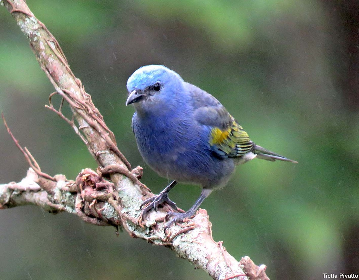 Golden-chevroned Tanager - ML643896386